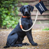 Master Ropemakers X Creature Clothes Leather Handled Rope Dog Lead